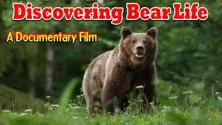 ।। Discovering Bear Life A Journey Through Their Diverse Habitats ।।