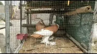 Fancy Pigeons namkhana | Magpie pouter pigeons for sale at best price Potar runing pair .