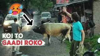 Chasing a One-eyed bull on the highway | 💯riskey indain boys rescue animal 