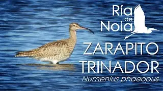 Zarapito trinador - Mazarico chiador (Numenius phaeopus). R&iacute;a de Noia