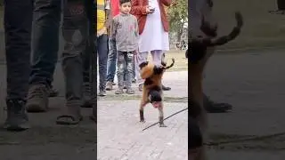 Monkey walking on its hands | funny monkey Sidhu musa talented monkey #monkey #shortfeed #viralvideo