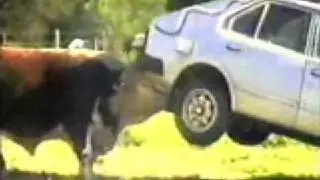 bull vs car