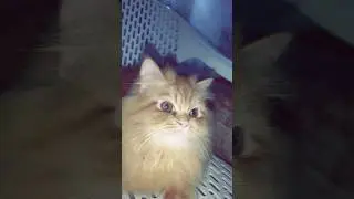 @kittofamily2025#kittenlife#kitten#cutekitten#kittenmasti#cutekitten#viral#ytshorts#shorts#catworld