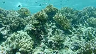 MarineBio Expedition: Hawkfish + top of reef