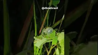 🎶Scinax fuscomarginatus, perereca vocalizando, local: Aparecida de Goi&acirc;nia, Goi&aacute;s #cerradobrasileiro