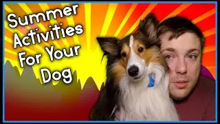 Summer Activities For You and Your Dog! | MumblesVideos