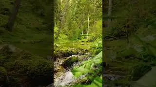 Exploring Hidden Rivers 🗺️ #shorts #naturelovers #ambient #relaxing