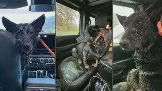 Pregnant German Shepherd mix rescued from mud near Mississippi River