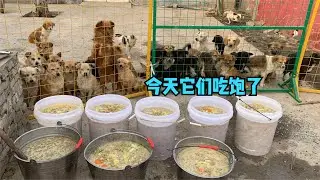 寒冬裡的溫暖：謝謝大家伸出援手，讓這些被救援的狗狗不再挨餓，這一頓它們終於吃飽了