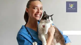 The 10 BEST WAYS for a Successful Veterinary Practice to Show Upon Page 1 of a Search Engine