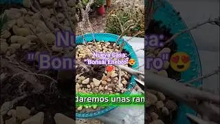 Nueva Casa: Bons&aacute;i Enebro (Junipero) 🪴❤️