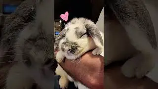 This Mini Lop is Such a a Sweet Bunny #bunny #cutebunny #prettylittlebaby