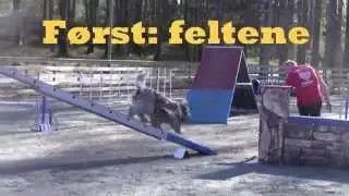Dog Agility Training Before a Competition - Schapendoes