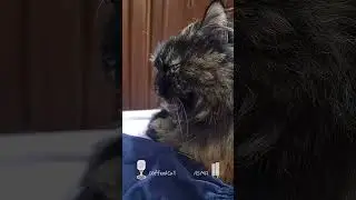 #asmr coffee the cats #purring #cats