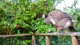 Exmoor Zoo -  Promotional video