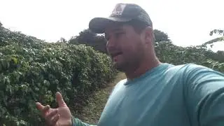 segredo de adubação foliar, oque eu faço pra lavoura estar tão bonita🤔🌿?  iniciando adubação no solo