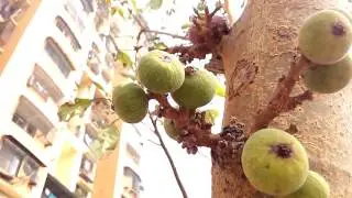 XOLO Era 4K Camera Sample 720p @ 29fps