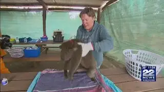 Local business owner using social media to help animals affected by Australian bush fires