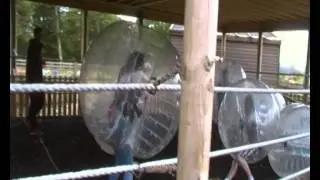 2014 bodyzorb