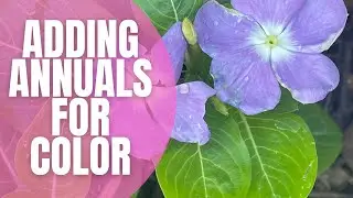 🌼 Adding Annuals For Color In Your Garden || A Quick Garden Makeover || Budget Garden Makeover