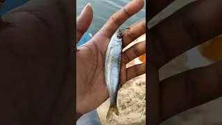 silver fish 🐠🐟 #fishing #bangalore #fishspecies #fish #carpfishing
