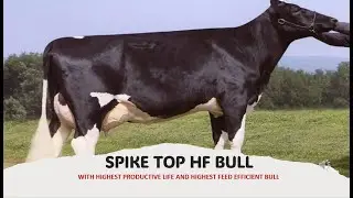 ABS #SPIKE   TOP  IMPORTED HF BULL OF BHARAT |#genomic #bull #abs.Best for Dystokia relief.