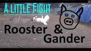 The Rooster and the Gander had a territorial fight 👀
