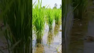 🌾 Harmony of Nature in the Rice Field 🐟