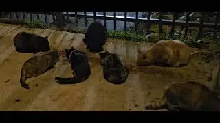 Dawn Patrol: Feeding My Hungry California Stray Cat Family at 5AM! 🐾❤️