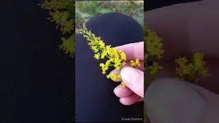 Comparing Goldenrod Pollen vs. Ragweed Pollen
