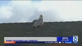 Rare snowy owl sighting in SoCal turned into documentary