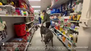 Goldy'sFarmAnimalSanctuary (By ET & Janine) Janine Training Boom