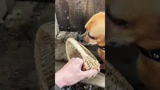 Minion finds the eggs