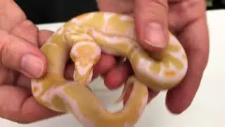 2018 Ball Pythons #7  Albinos, Clowns, Freeways & more!
