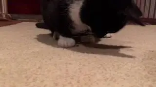 Cat eats fly