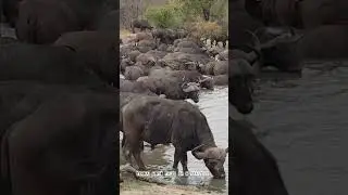 Large herd of buffalo's drinking water #trending #wildlife #animals #nature #travel
