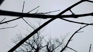 Pruning Some Trees