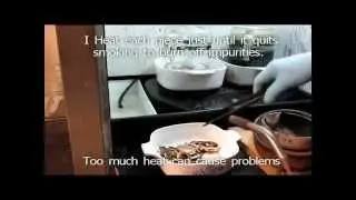 Gold Refining Gold Filled Scrap Complete Process