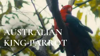 Australian King Parrot | Leacock Regional Park Birding