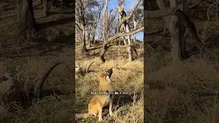 Cat and dog have the strongest bond #shorts
