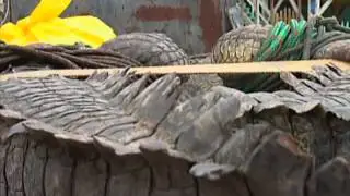 Crocodiles Captured in San Pedro