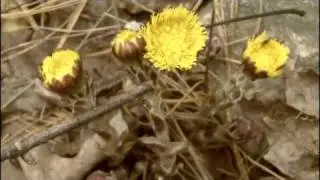 MyNature Apps; Identifying Coltsfoot, Tussilago farfara