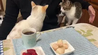 優しいコメント沢山ありがとうございます！