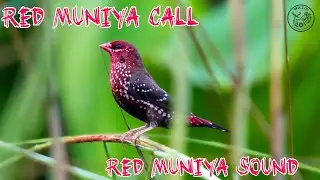 Red munia call & Red Avatar Calls - The Craziest Bird Stories ..