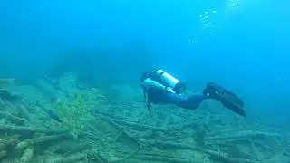 Benwood wreck fish swim 1