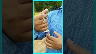 Banded Kukri #ytshorts #snake #sujaysnakesaver #snakevenom #funny #snakepoison