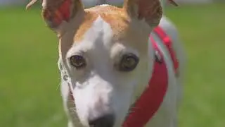 Miley the Jack Russel Terier
