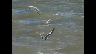 A Sabine's Gull ! You never know what you'll find on the Niagara River!