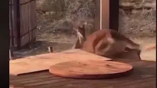 Funny Kangaroo Fight