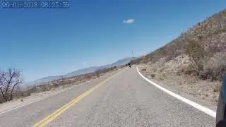 2021-03-14 Sonoita Run - Cows
